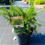 Tis obyčajný (Taxus baccata ) ‘REPANDENS’ – výška 20-40 cm, kont. C3L